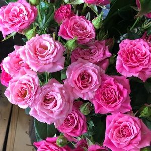 Meet your Posher, Sofia